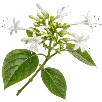 White cestrum flowers with green leaves