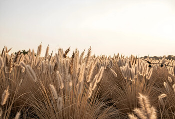 Obraz premium Golden pampas grass field at sunset, natural landscape with warm light and soft textures, outdoor environment
