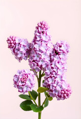 Obraz premium Fresh purple lilac flowers with green leaves, spring bloom and floral beauty, isolated on a light pink background
