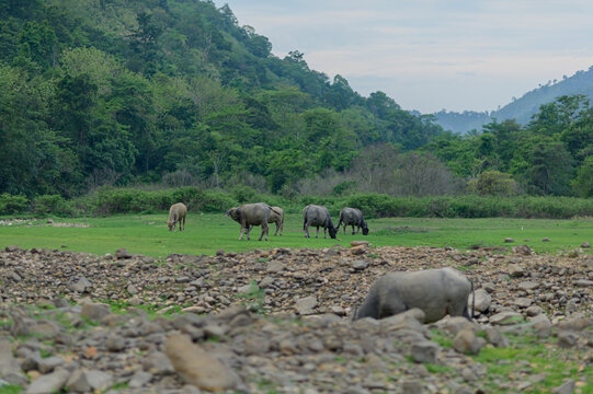 Peaceful Landscape with Buffalo Grazing in Verdant Green Fields
