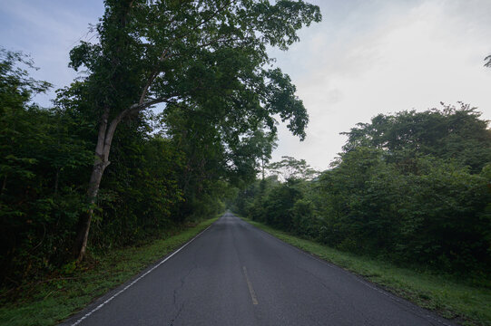 Scenic Road Through Lush Tropical Forest Near Yai Tourist Attractions