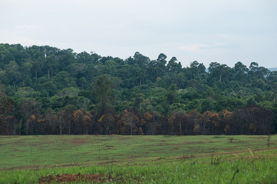 Lush Green Landscape with Forest and Distant Hills at Tourist Spot