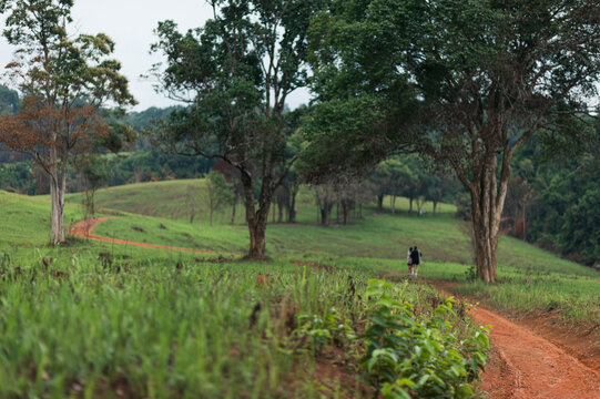 Scenic Pathway in Yai Surrounded by Lush Greenery and Trees