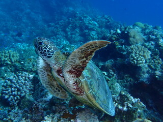 サンゴ礁の海を泳ぐアオウミガメ、水中撮影 © INF.Blue