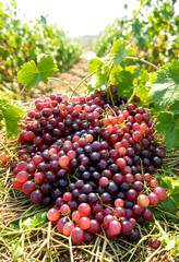 Obraz premium Freshly harvested red and dark purple grapes piled on dry grass in a sunny vineyard, the background shows rows of grapevines under bright sunlight, indicating a successful harvest season