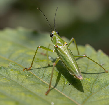 Green leaf bug (Miridae) on leaf with worm, close-up. 