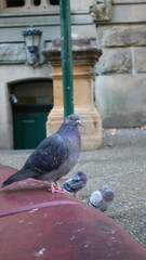 pigeon in the city © Noor