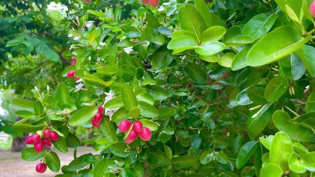 Red Carissa Carandas Fruit