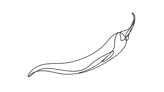Hand drawn chili pepper illustration white background.
