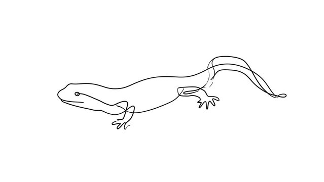 Lizard line drawing illustration white background.