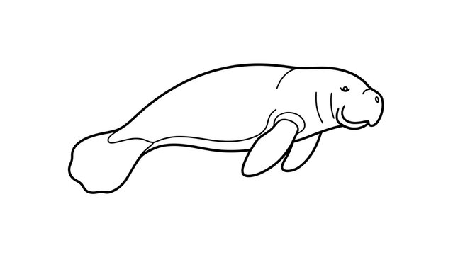 Manatee line art illustration white background.