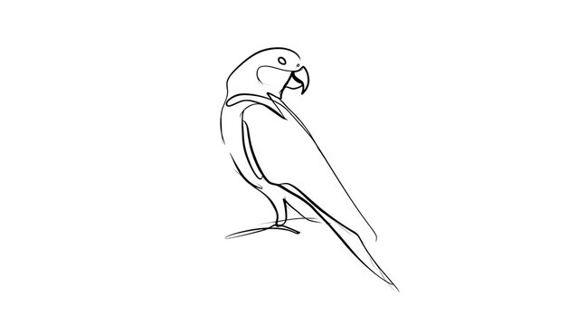 Minimalist parrot line art illustration white background.