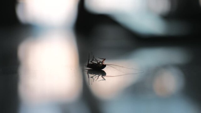 Close-up of a dead cockroach on reflective floor surface, blurred background with soft bokeh lights