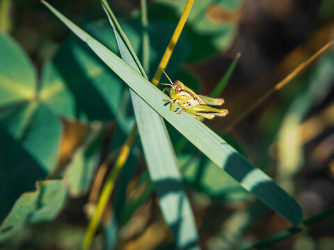 Close up of a small green grasshopper resting on a blade of grass in a garden surrounded by natural foliage