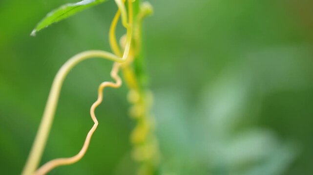 Tranquil scene showing macro detail of Cassytha filiformis love vine orangish wiry parasitic plant 180fps Captured in Cinematic High Detail Footage