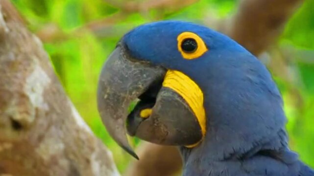 Close-up portrait of a beautiful blue Hyacinth Macaw in the wild