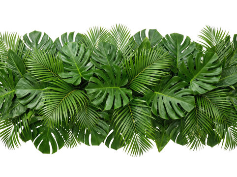 Leaves tropical canopy isolated in green border jungle of background nature foliage monstera palm plant