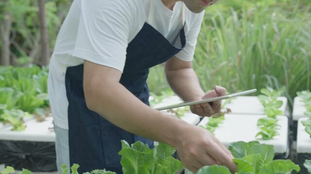 Organic farming, fruit farm. Farmers recheck quality record on application on tablet. Pomelo grow naturally, Ecological Biological, Healthy, Technology, non toxic, harvest, scientific , academic