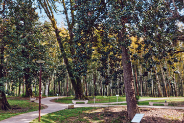 Obraz premium Park trees path benches walkway forest nature sunlight in a peaceful urban park with winding paved path, concrete benches and tall trees creating shaded green retreat for relaxation.