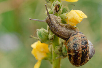 Macro shot of a garden snail climbing a blooming mullein stalk with bright mullein blossoms in bright daylight © Lyudmyla