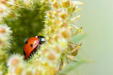 Seven-spot ladybug tucked inside wild flower umbel with soft background (Coccinella septempunctata) © Lyudmyla