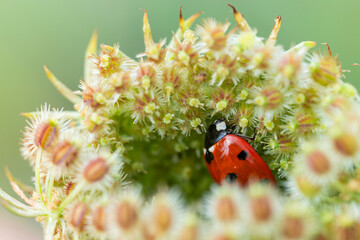 Seven-spot ladybug hiding inside a wild carrot flower head in macro (Coccinella septempunctata) © Lyudmyla