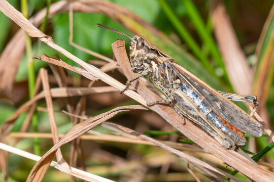 Macro profile view of a grasshopper resting on a dry grass blade (Acrididae)