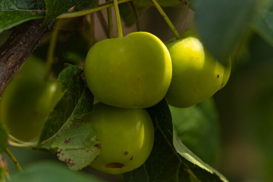 Cluster of unripe green crabapples growing on a tree branch in macro (Malus)