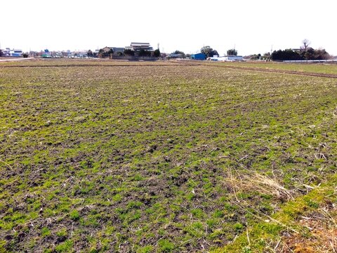 早春の首都圏近郊の耕作された田んぼ風景