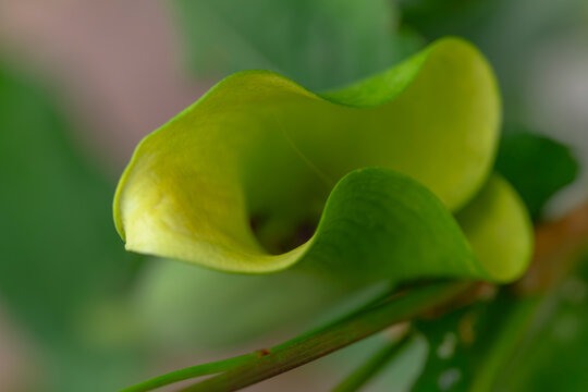 Curved green Calla lily spathe opening in soft morning natural light (Zantedeschia aethiopica)