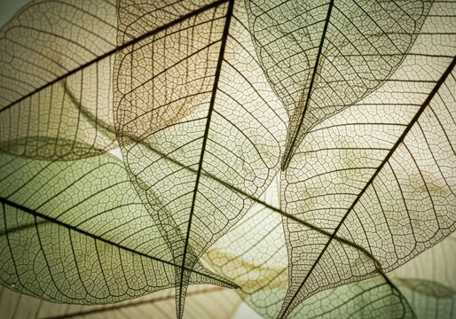 Intricate structure of translucent leaf skeletons showcasing delicate veins and patterns formed by organic decay through natural autumnal process.
