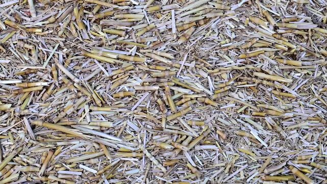 Gorgeous natural sunlight on large Pile of Dry Wheat Chaff Bhoosa for Animal Feed 180fps Captured in Cinematic High Detail Footage
