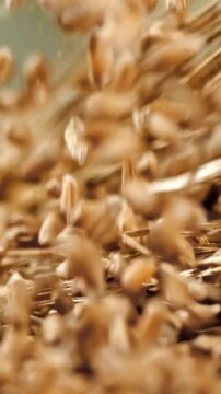 Macro close-up shot of falling golden wheat grains and stalks