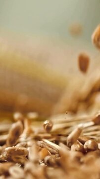 Macro Shot of Golden Wheat Grains Falling Down