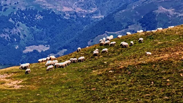 Herd of sheep grazing peacefully on a steep, verdant pasture in a beautiful mountain range