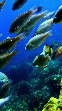 Group of rabbitfish swims through open blue water above a green coral reef