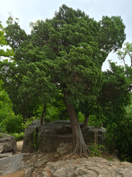 A juniper tree in the outdoor park.