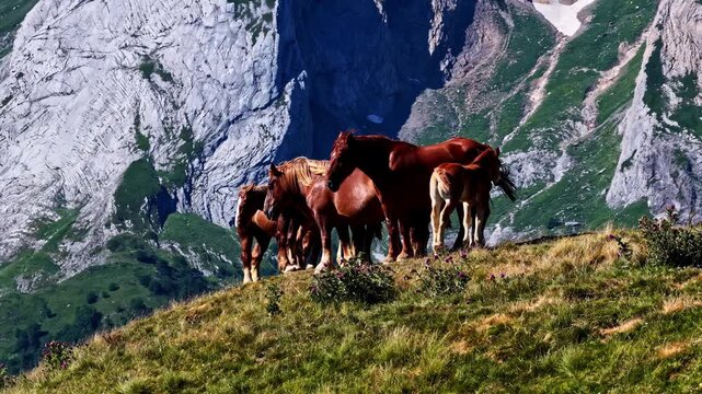 Wild horses, including a foal, standing together on a sunlit grassy mountain pass in France
