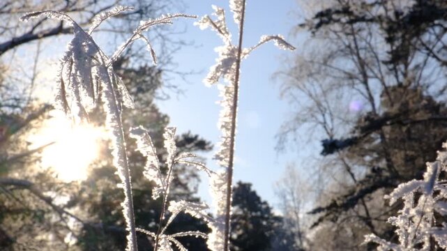 Rime ice covered dried flowers transforming them into winter wonders. Frozen winter scene. Amazing nature background. Frozen floral grass at sunrise close up. Idyllic nature