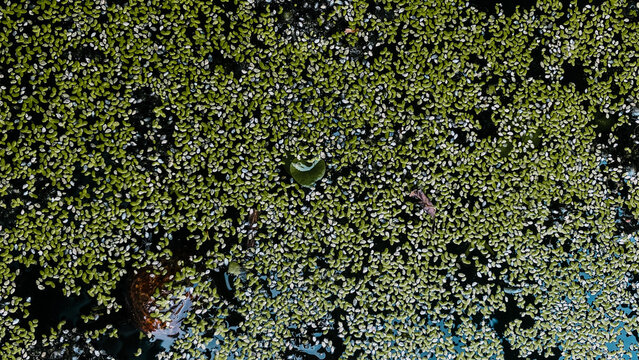 Top view horizontal shot of a dense green duckweed texture covering dark pond water with natural floating debris.