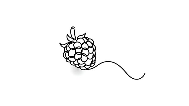 Hand drawn raspberry illustration white background.
