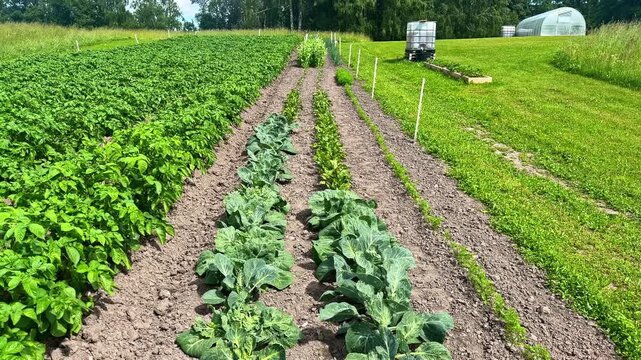 Rows of leafy green vegetables growing in a well-maintained outdoor garden plot