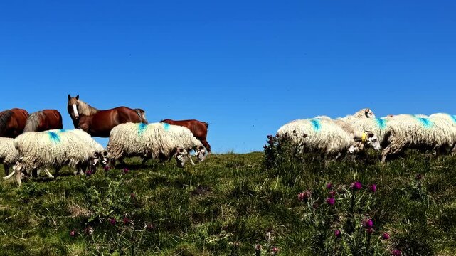 Herd of wooly sheep and horses graze together on grassy slope beneath clear blue sky in Pyrenees mountains at Col d'Aubisque - pan reveal