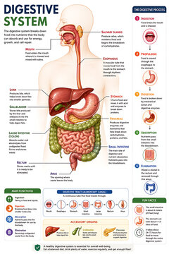 Human Digestive System Anatomy Infographic with Labeled Organs, Digestive Process Diagram, Educational Medical Illustration of the Gastrointestinal Tract for Biology and Healthcare