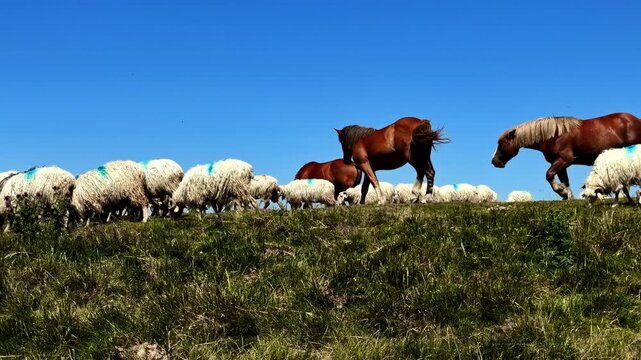 Flock of sheep and several horses grazing together on a mountain meadow in the Pyrenees