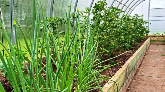 a dynamic sliding camera shot past vibrant green chives and spring onions flourishing in a raised wooden garden bed.