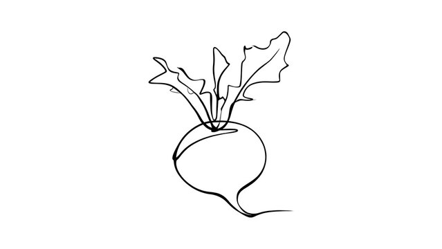 Hand drawn turnip illustration white background.