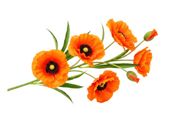 Fototapeta premium Vibrant orange poppies with green leaves and buds on a transparent background, delicate floral elements for design and decoration.