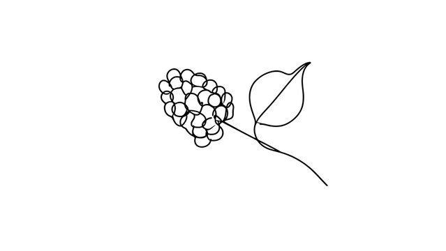Hydrangea flower line art on white background.