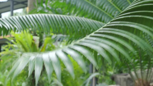 Czech cycads leaves background, green leaf wind blowing nature forest field growth beauty spring foliage herb summer tropical